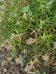 Thymus dzevanovskyi