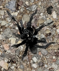 Aphonopelma gabeli