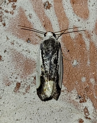 Tarache expolita