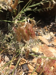 Astragalus whitneyi