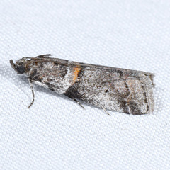Acrobasis caliginella