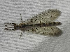 Chaetoleon pusillus