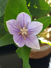 Platycodon grandiflorus