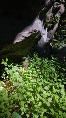 Solidago albopilosa