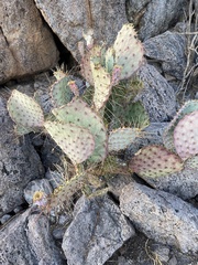 Opuntia gosseliniana