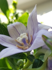 Platycodon grandiflorus