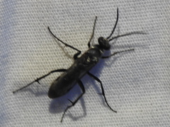 Agenioideus