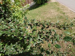 Cotoneaster dielsianus