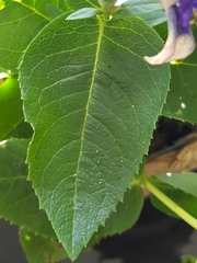Platycodon grandiflorus