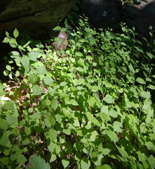 Solidago albopilosa