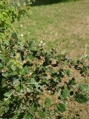 Cotoneaster dielsianus