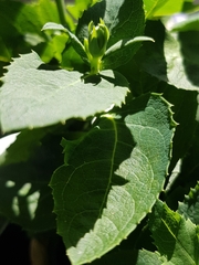Platycodon grandiflorus