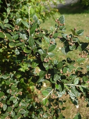 Cotoneaster dielsianus