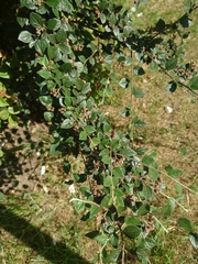 Cotoneaster dielsianus