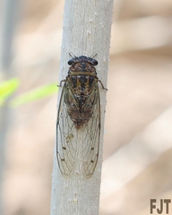 Diceroprocta tepicana