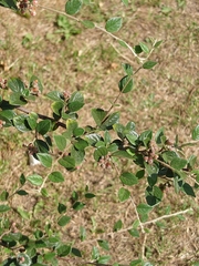 Cotoneaster dielsianus