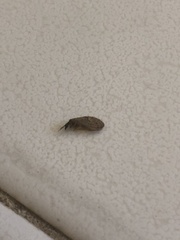 Sympherobius barberi