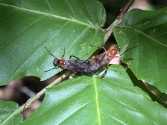 Dialysis fasciventris
