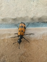 Mylabris quadripunctata