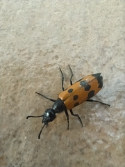 Mylabris quadripunctata