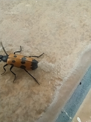 Mylabris quadripunctata