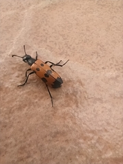 Mylabris quadripunctata