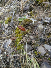 Crocus angustifolius