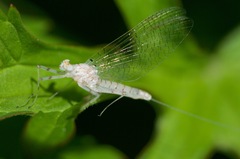 Maccaffertium pulchellum