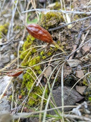 Crocus angustifolius