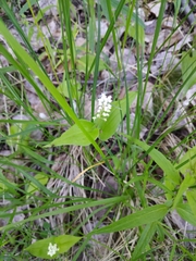 Maianthemum bifolium