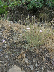 Dianthus humilis