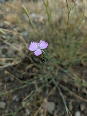 Dianthus humilis
