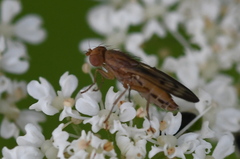 Opomyza petrei