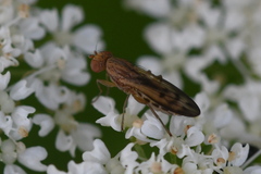 Opomyza petrei