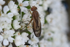 Opomyza petrei
