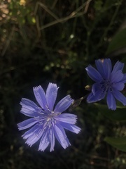 Cichorium intybus