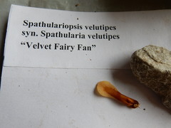 Spathulariopsis velutipes
