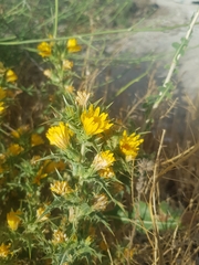 Scolymus hispanicus