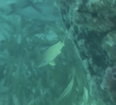 Haemulon flavolineatum