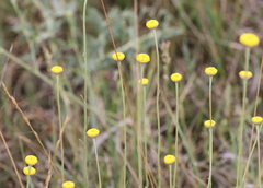 Santolina semidentata