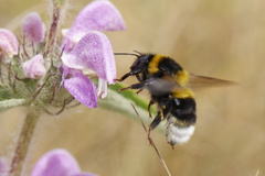 Bombus ruderatus