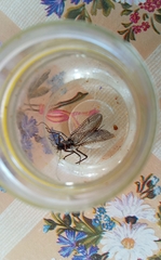 Pteronarcys reticulata