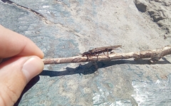 Pteronarcys reticulata