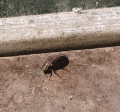 Hadrobregmus pertinax