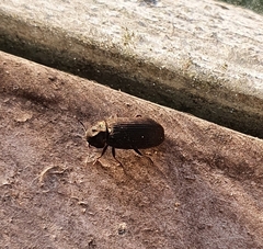 Hadrobregmus pertinax