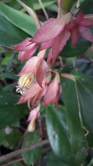 Nematanthus tessmannii