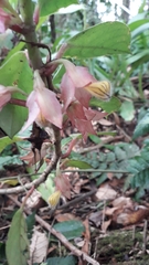 Nematanthus tessmannii