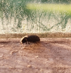 Hadrobregmus pertinax