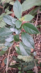 Nematanthus tessmannii