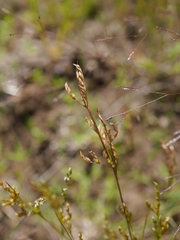 Juncus secundus